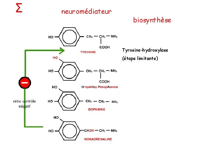 Σ neuromédiateur biosynthèse Tyrosine-hydroxylase (étape limitante) 