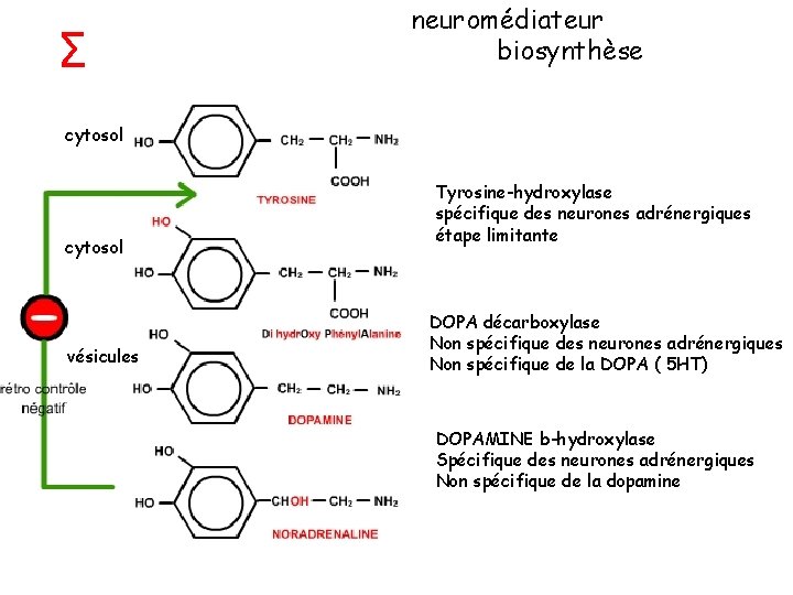 Σ neuromédiateur biosynthèse cytosol vésicules Tyrosine-hydroxylase spécifique des neurones adrénergiques étape limitante DOPA décarboxylase