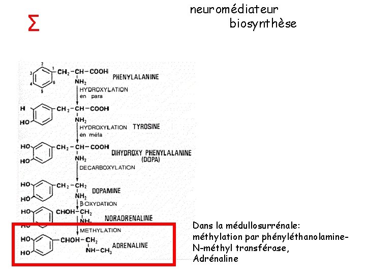 Σ neuromédiateur biosynthèse Dans la médullosurrénale: méthylation par phényléthanolamine. N-méthyl transférase, Adrénaline Σ neuromédiateur biosynthèse Dans la médullosurrénale: méthylation par phényléthanolamine. N-méthyl transférase, Adrénaline