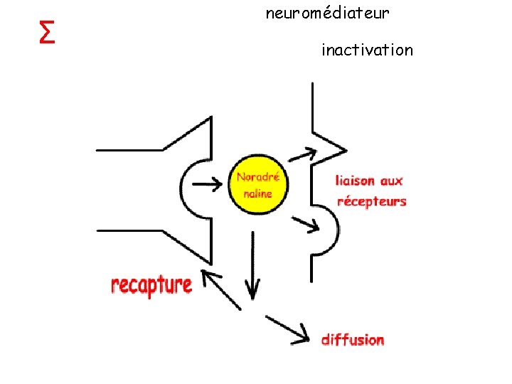 Σ neuromédiateur inactivation 