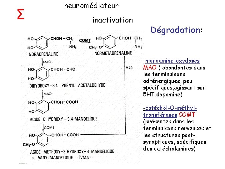 Σ neuromédiateur inactivation Dégradation: -monoamine-oxydases MAO ( abondantes dans les terminaisons adrénergiques, peu spécifiques,