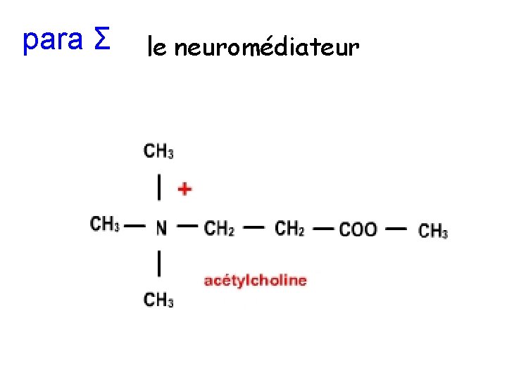 para Σ le neuromédiateur 