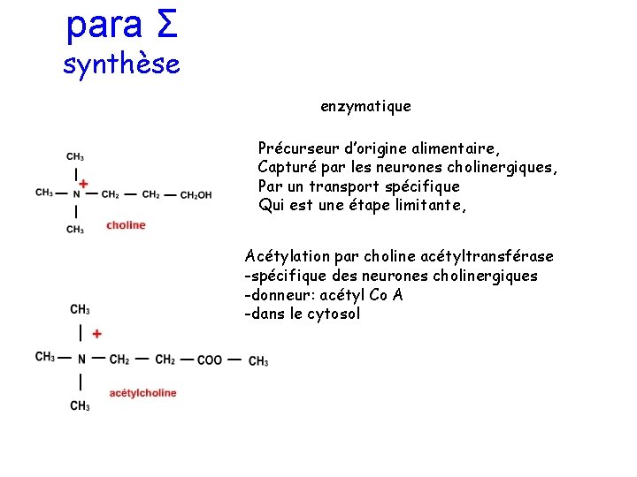 para Σ synthèse enzymatique Précurseur d’origine alimentaire, Capturé par les neurones cholinergiques, Par un