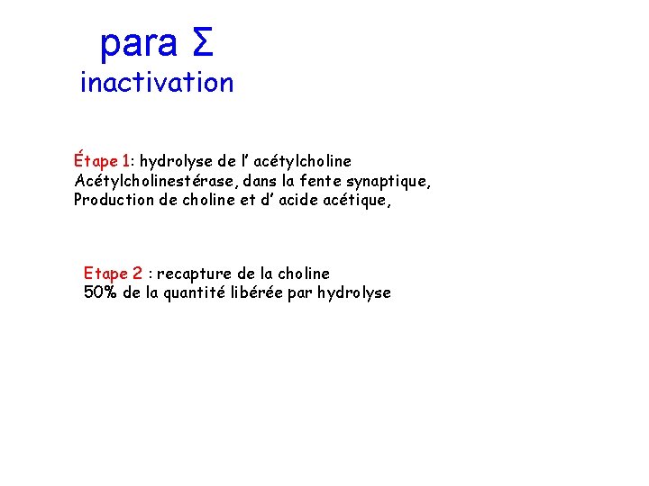 para Σ inactivation Étape 1: hydrolyse de l’ acétylcholine Acétylcholinestérase, dans la fente synaptique,