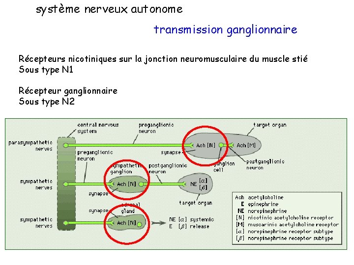 système nerveux autonome transmission ganglionnaire Récepteurs nicotiniques sur la jonction neuromusculaire du muscle stié