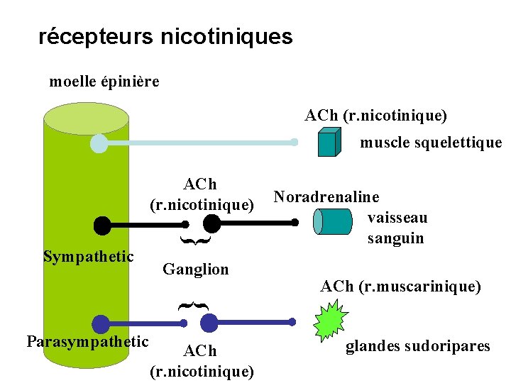 récepteurs nicotiniques moelle épinière ACh (r. nicotinique) muscle squelettique Sympathetic { ACh (r. nicotinique)