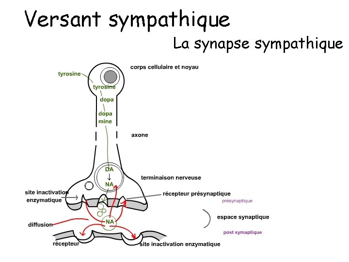 Versant sympathique La synapse sympathique 