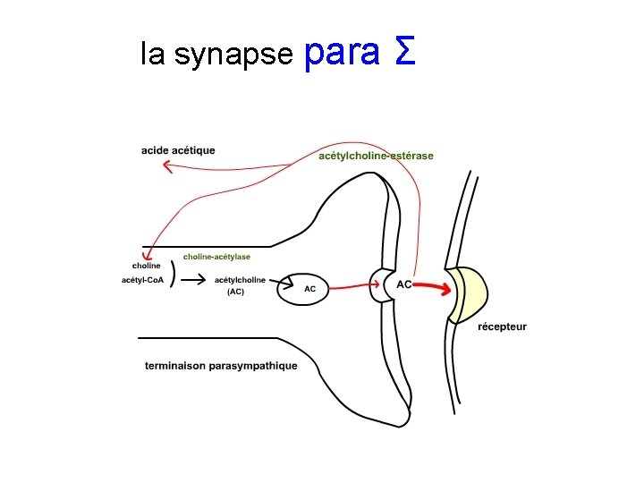 la synapse para Σ 