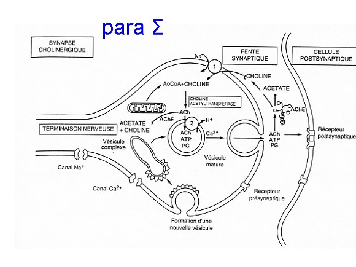 para Σ 