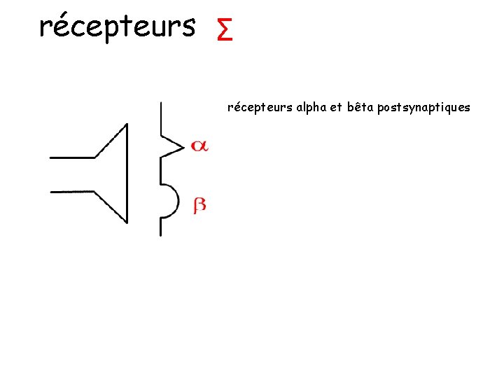 récepteurs Σ récepteurs alpha et bêta postsynaptiques 