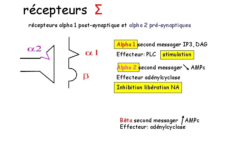 récepteurs Σ récepteurs alpha 1 post-synaptique et alpha 2 pré-synaptiques Alpha 1 second messager