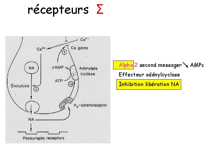 récepteurs Σ Alpha 2 second messager Effecteur adénylcyclase Inhibition libération NA AMPc 