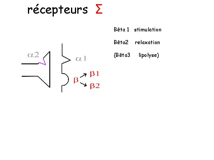 récepteurs Σ Bêta 1 stimulation Bêta 2 relaxation (Bêta 3 lipolyse) 