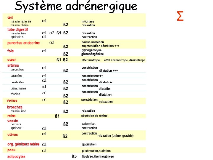 Système adrénergique Σ 