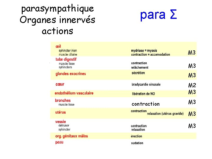 parasympathique Organes innervés actions para Σ M 3 M 3 M 2 M 3