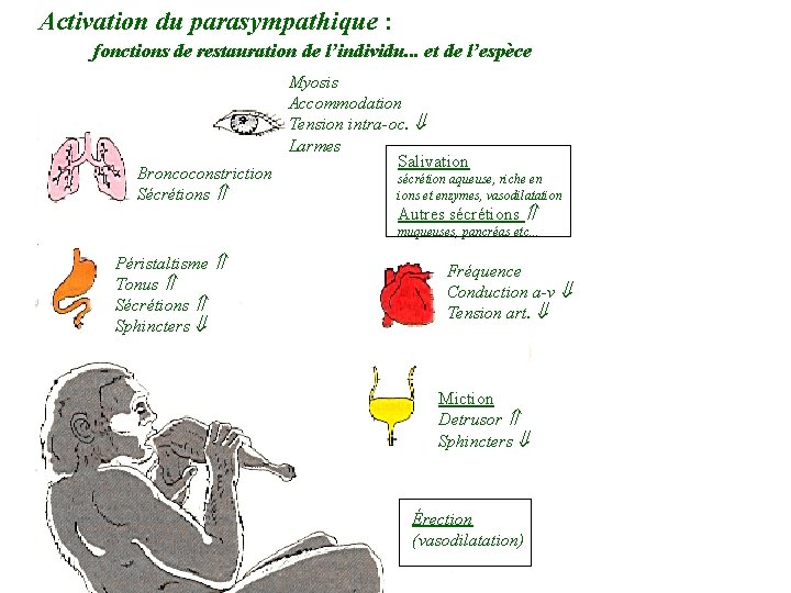 Activation du parasympathique : fonctions de restauration de l’individu. . . et de l’espèce