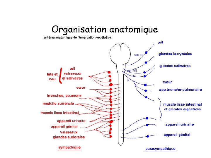 Organisation anatomique 