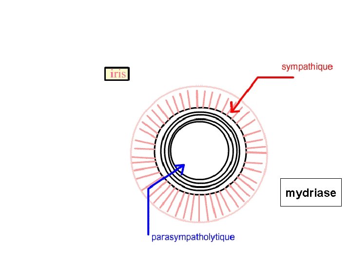 mydriase 