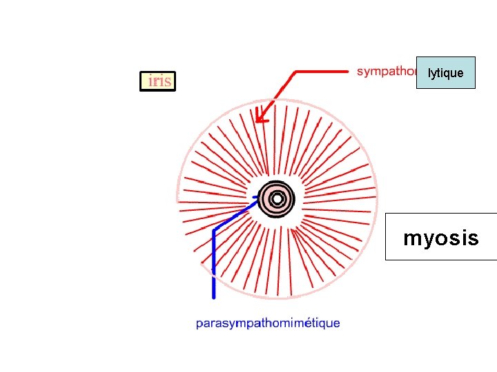 lytique myosis 