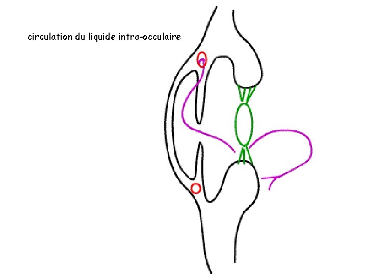 circulation du liquide intra-occulaire 