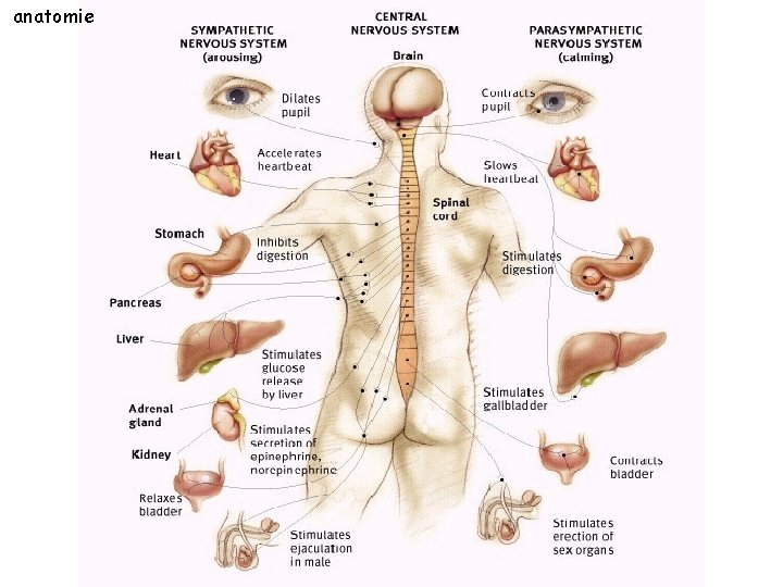 anatomie 