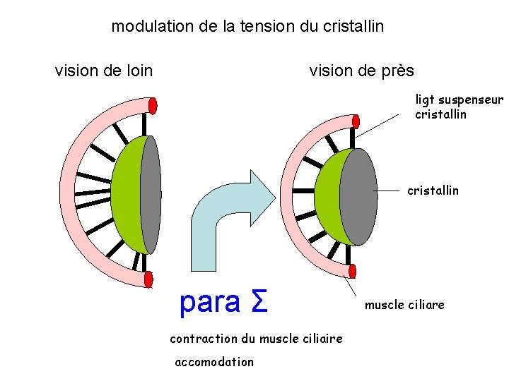 modulation de la tension du cristallin vision de loin vision de près ligt suspenseur