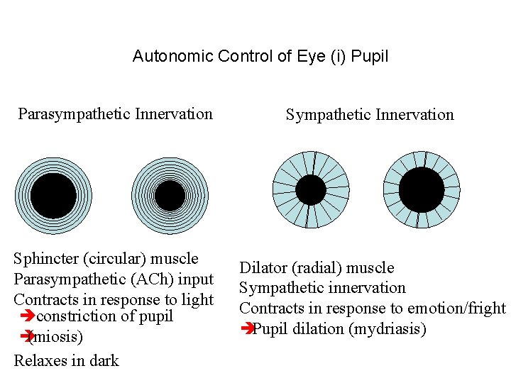 Autonomic Control of Eye (i) Pupil Parasympathetic Innervation Sphincter (circular) muscle Parasympathetic (ACh) input