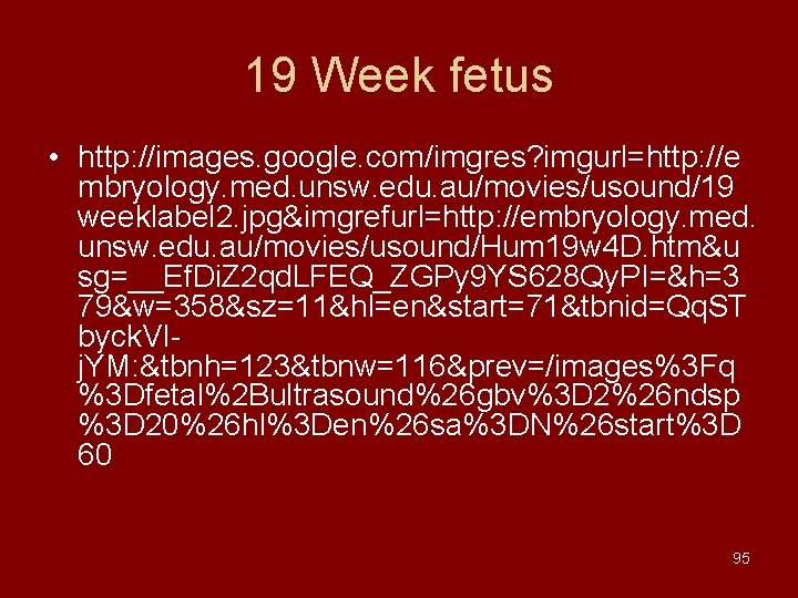 19 Week fetus • http: //images. google. com/imgres? imgurl=http: //e mbryology. med. unsw. edu.