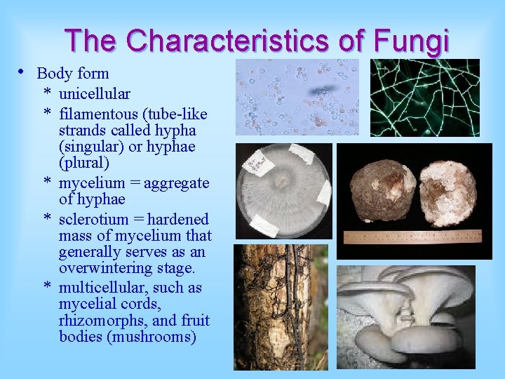 The Characteristics of Fungi • Body form * unicellular * filamentous (tube-like strands called