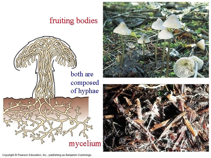 fruiting bodies both are composed of hyphae mycelium 