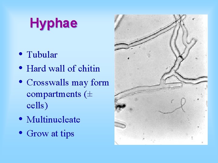 Hyphae • • • Tubular Hard wall of chitin Crosswalls may form compartments (±