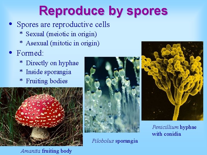  • • Reproduce by spores Spores are reproductive cells * Sexual (meiotic in