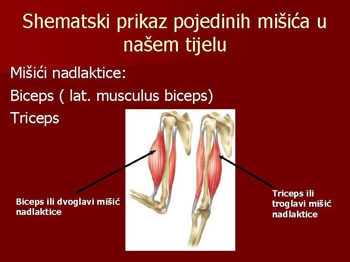 Shematski prikaz pojedinih mišića u našem tijelu Mišići nadlaktice: Biceps ( lat. musculus biceps)