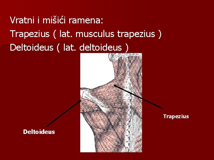 Vratni i mišići ramena: Trapezius ( lat. musculus trapezius ) Deltoideus ( lat. deltoideus