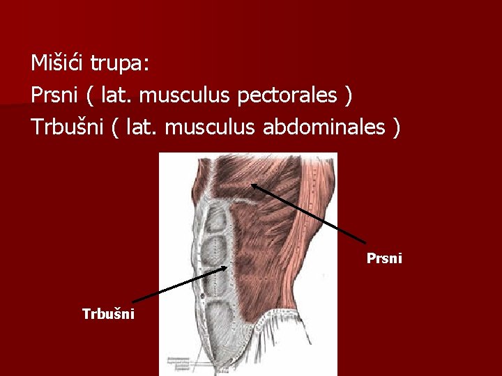 Mišići trupa: Prsni ( lat. musculus pectorales ) Trbušni ( lat. musculus abdominales )