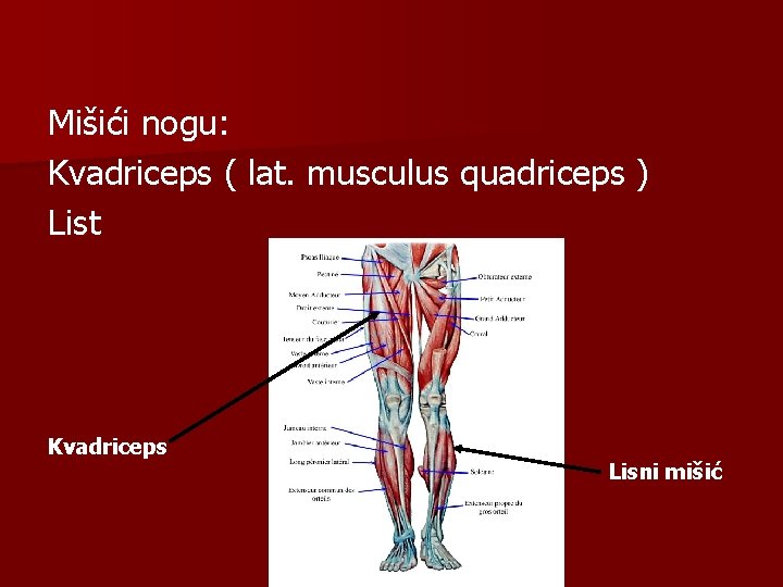 Mišići nogu: Kvadriceps ( lat. musculus quadriceps ) List Kvadriceps Lisni mišić 