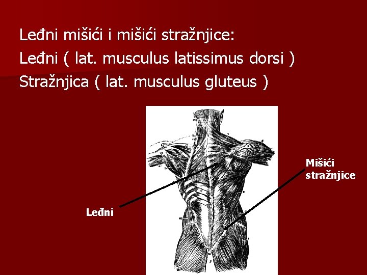 Leđni mišići stražnjice: Leđni ( lat. musculus latissimus dorsi ) Stražnjica ( lat. musculus
