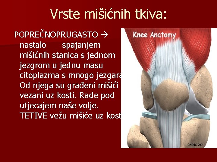 Vrste mišićnih tkiva: POPREČNOPRUGASTO nastalo spajanjem mišićnih stanica s jednom jezgrom u jednu masu