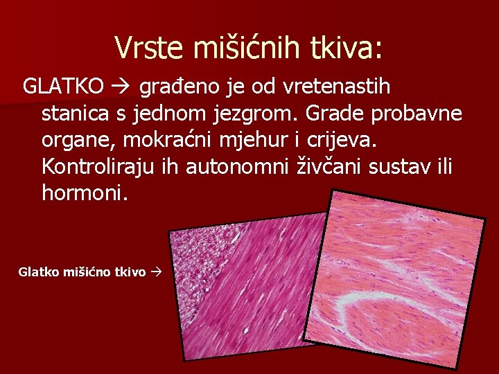 Vrste mišićnih tkiva: GLATKO građeno je od vretenastih stanica s jednom jezgrom. Grade probavne