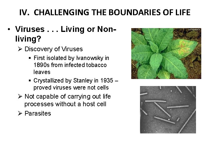 IV. CHALLENGING THE BOUNDARIES OF LIFE • Viruses. . . Living or Nonliving? Ø