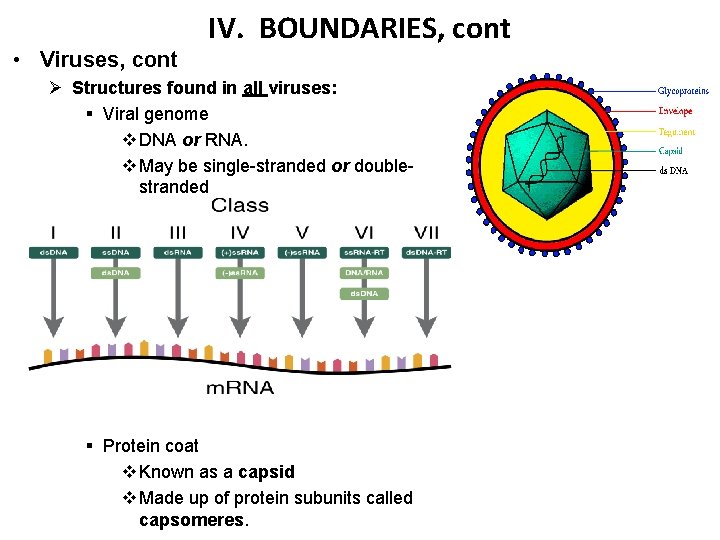 IV. BOUNDARIES, cont • Viruses, cont Ø Structures found in all viruses: § Viral