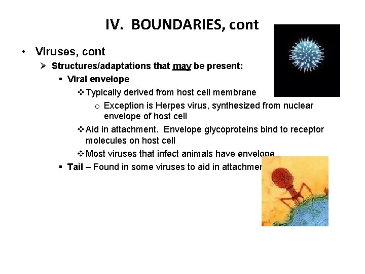 IV. BOUNDARIES, cont • Viruses, cont Ø Structures/adaptations that may be present: § Viral