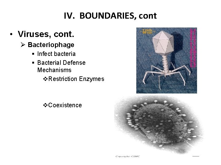 IV. BOUNDARIES, cont • Viruses, cont. Ø Bacteriophage § Infect bacteria § Bacterial Defense