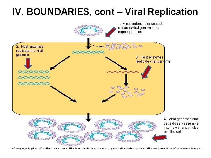 IV. BOUNDARIES, cont – Viral Replication 1. Virus enters; is uncoated; releases viral genome