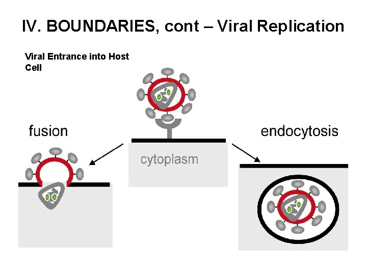 IV. BOUNDARIES, cont – Viral Replication Viral Entrance into Host Cell 