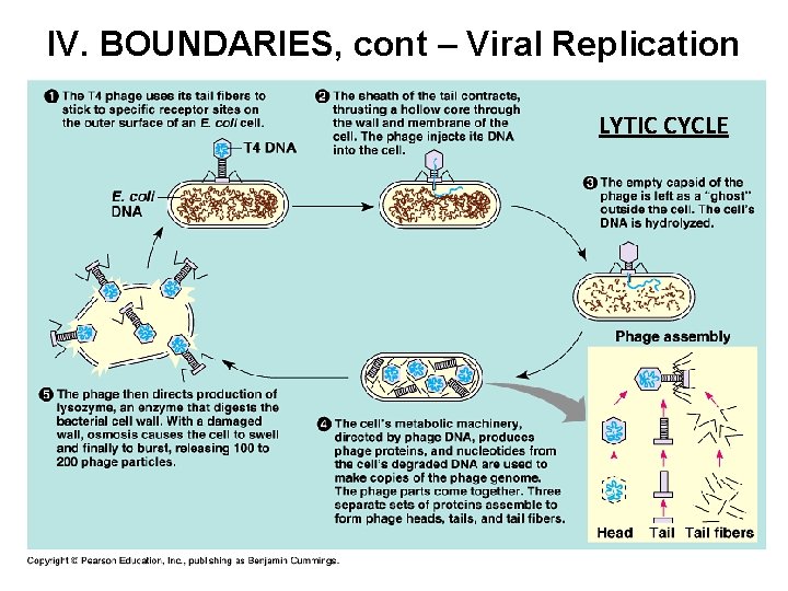 IV. BOUNDARIES, cont – Viral Replication LYTIC CYCLE 1. Lytic Cycle – Results in