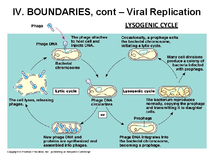 IV. BOUNDARIES, cont – Viral Replication LYSOGENIC CYCLE 
