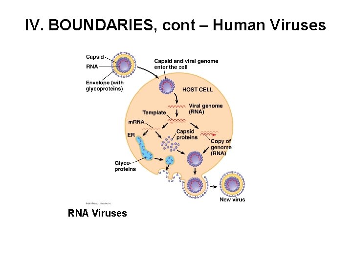 IV. BOUNDARIES, cont – Human Viruses RNA Viruses 