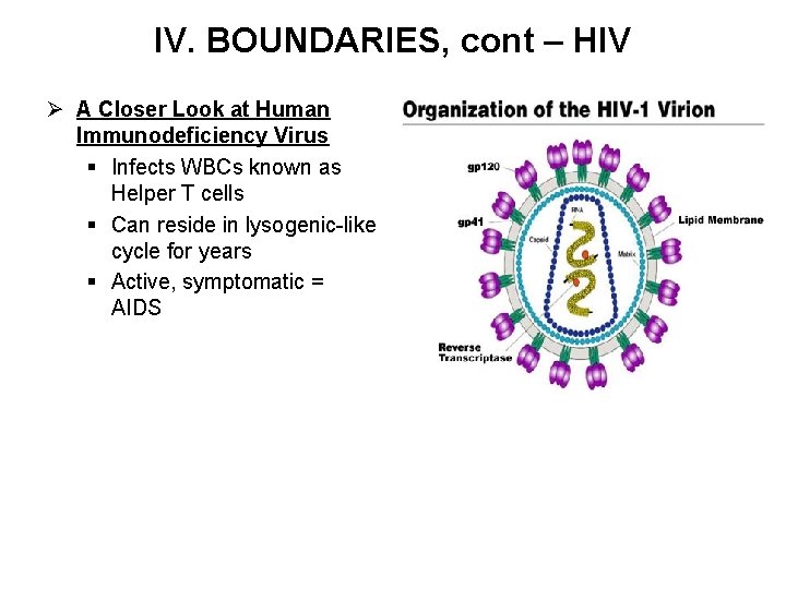 IV. BOUNDARIES, cont – HIV Ø A Closer Look at Human Immunodeficiency Virus §