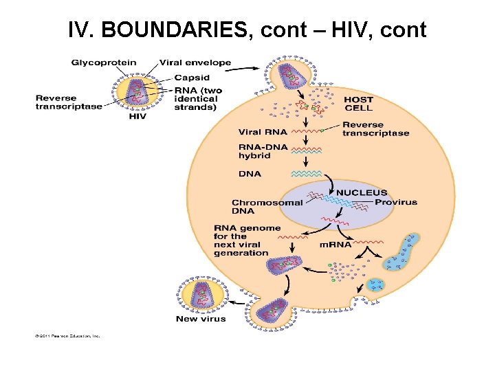 IV. BOUNDARIES, cont – HIV, cont 